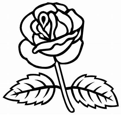 Coloring Rose Leaves Pages Roses Vine Template