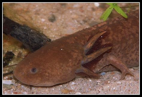 The Unique And Endangered Brown Axolotl Mudfooted