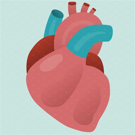 Human Heart Vector Healthcare Illustrations Creative Market