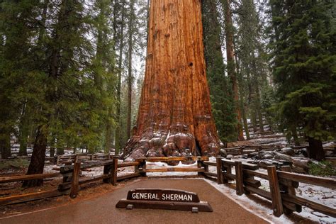 Sequoia — Mml