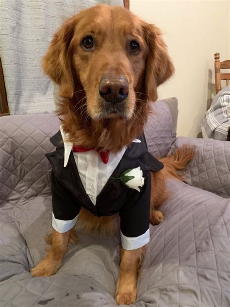 These Dog Tuxedos For Weddings Are Ridiculously Cute