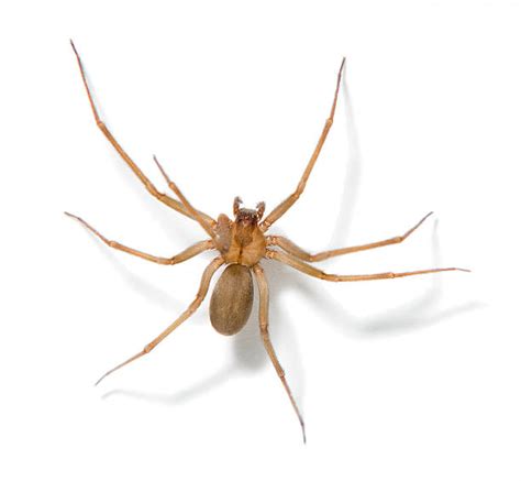 Signs Of Brown Recluse Infestation Pestclue