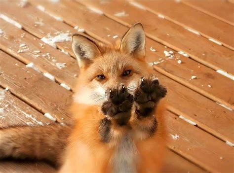 Paws Rfoxes