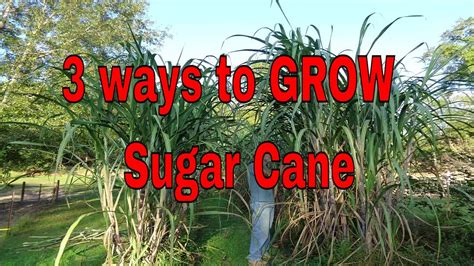 3 Ways To Grow Sugar Cane Youtube