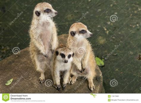Three Meerkat Standing Up On Stone Are A Type Of Mongoose