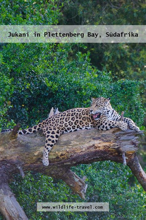 Jaguare In Der Auffangstation Für Großkatzen Jukani In Der Nähe Von
