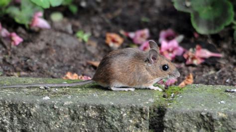 Rambles With A Camera My Little Garden Wood Mouse Is Very Active In
