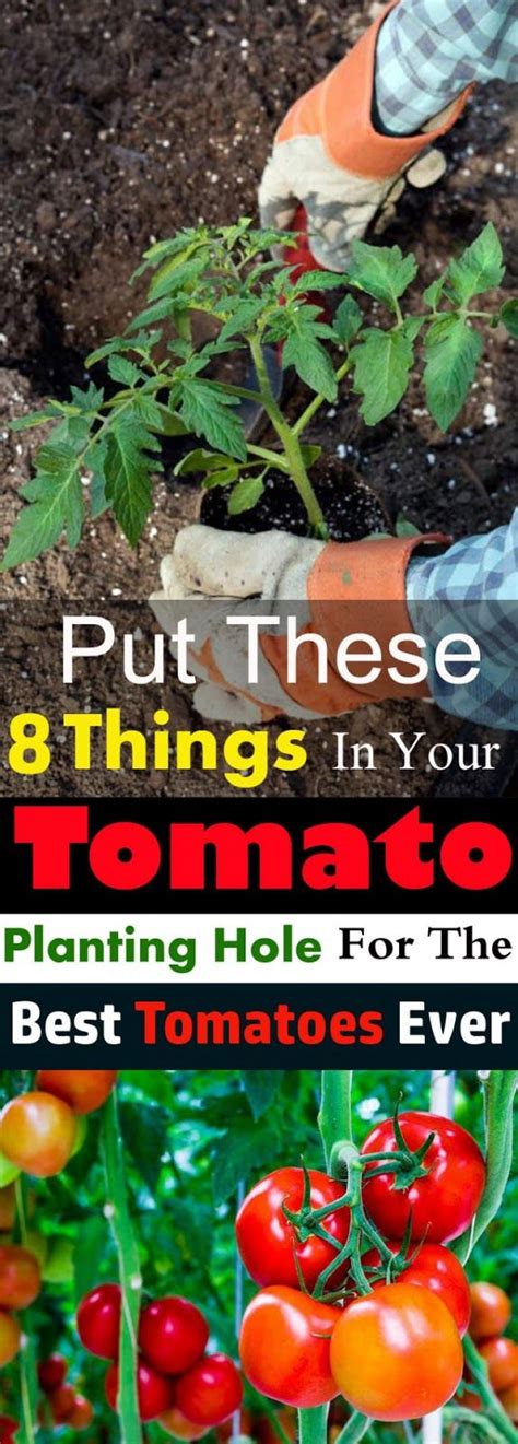 How To Grow Tomato Plant Growing And Harvesting Fresh Tomatoes Veg
