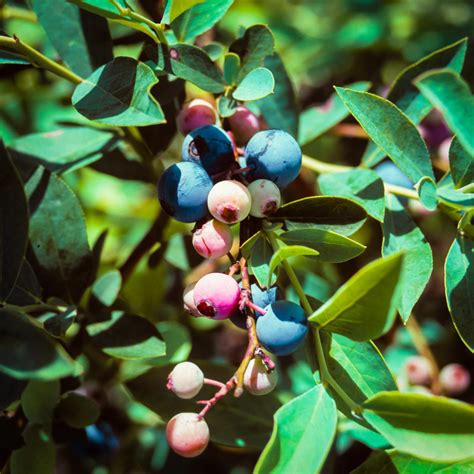 Premier Blueberry Bushes For Sale The Tree Center