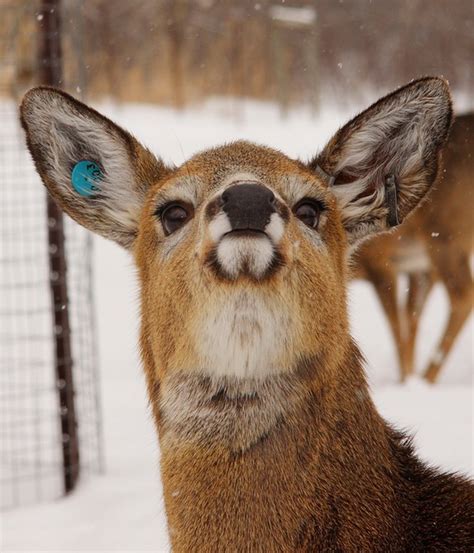 All Free Wallpapers Cute Funny Deer Funny Pictures