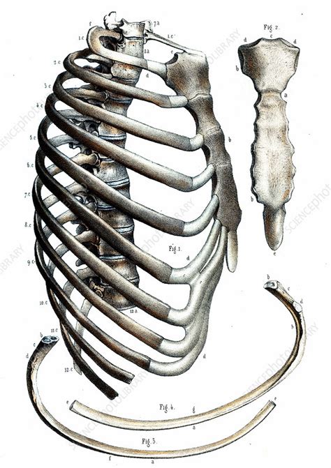 The thorax is anatomical structure supported by a skeletal framework (thoracic cage) and contains the principal organs of respiration and circulation. Rib cage anatomy, 19th C illustration - Stock Image - C029 ...