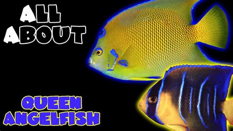 All About The Queen Angelfish Youtube