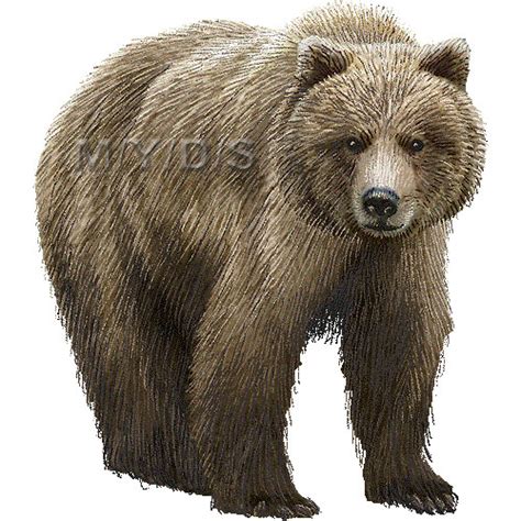 62 Grizzly Bear Clipart Clipartlook
