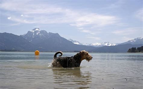 Urlaub Mit Hund Im Allg U Wo Sind Sie Willkommen Hunde Hotels Urlaub Mit Hund Hier Sind Hund