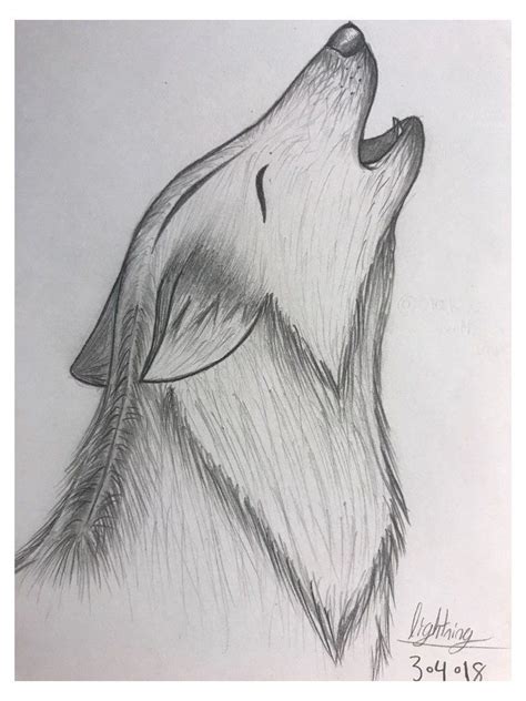 42 Wolf Sketches Info