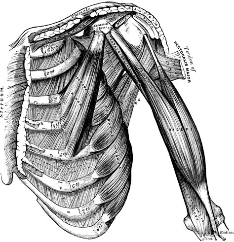 Muscles Of The Arm And Thorax Clipart Etc