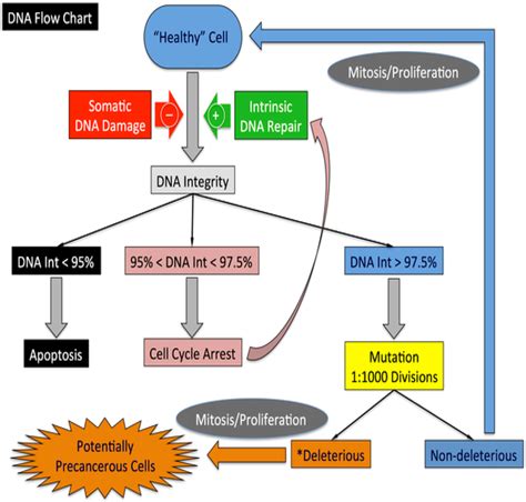 Dna replication dna discovery of the dna double helix a. Overview of mechanisms governing DNA damage and repair and ...