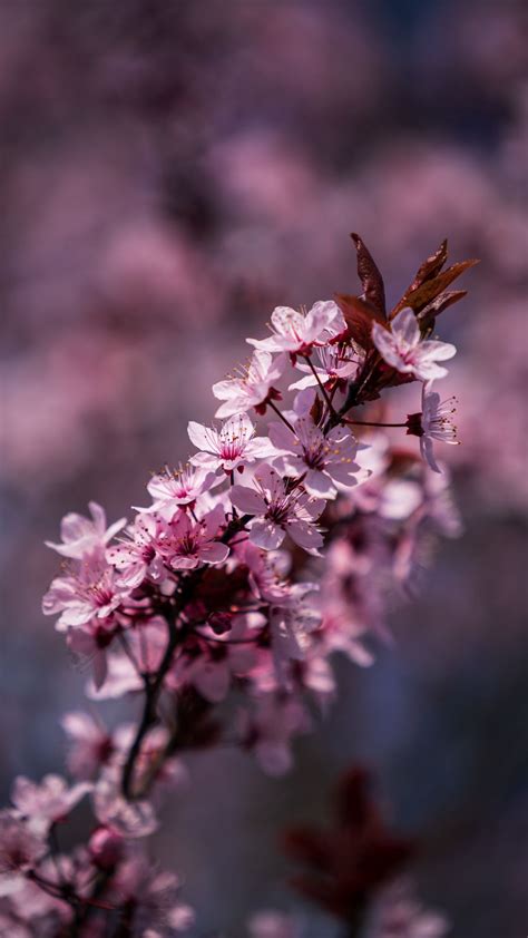 Download Wallpaper 1080x1920 Flowers Bloom Spring
