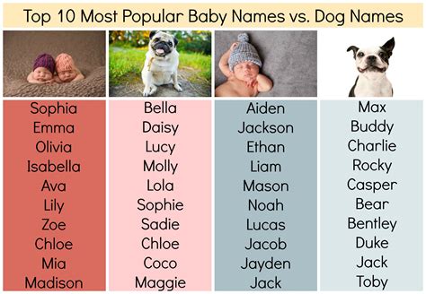 Female Dog Names With Meaning All About Pets Wallpaper
