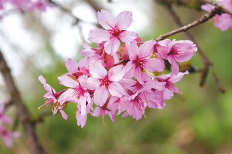 This variety has bronze leaves in spring, these turn green. Buy Collingwood Ingram Japanese Flowering Cherry tree ...