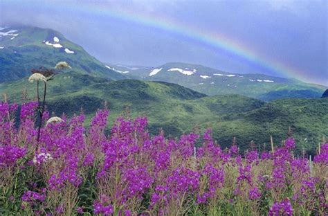 Fireweed And Rainbow Distant Snow Covered Mountain Kodiak National