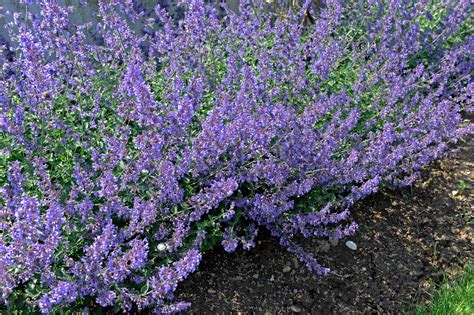 Catmint Easy Care And Color With This Perennial Sunset Magazine