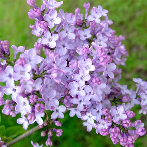Fragrant Purple Lilac Lilacs Stark Bros