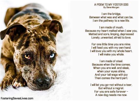 Fostering Is Wonderful A Poem To My Foster Dog Foster Dog The