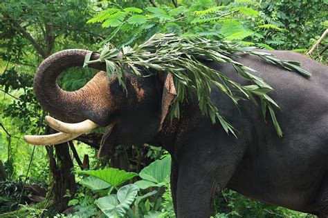 Hd Wallpaper India Kerala Forest Animal Tusk Happy Green