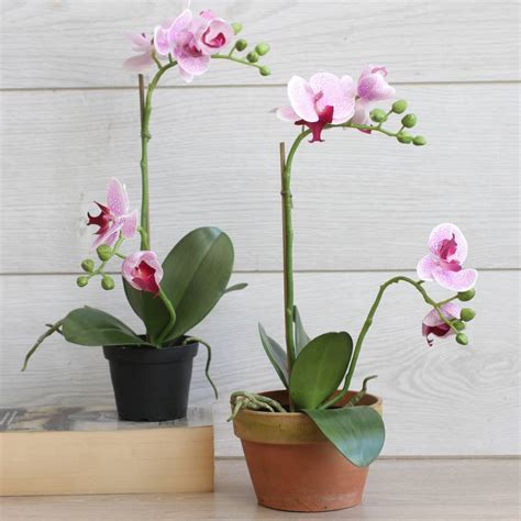 Potted Faux Phalaenopsis Orchid By Magpie Living