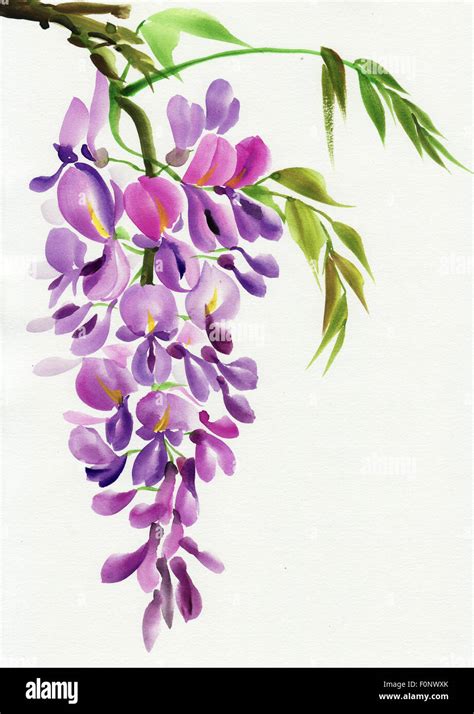 Original Watercolor Painting Of Beautiful Wisteria Branch In Blossom