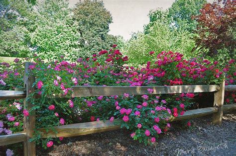 Pink Roses Fence Landscaping Backyard Cottage Garden