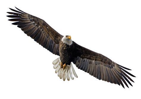 Eagle Hd Png Transparent Eagle Hdpng Images Pluspng