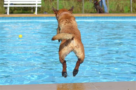 Fotos Gratis Perro Verano Masculino Nadar Juguetes Vertebrado Perro De Pastor Belga