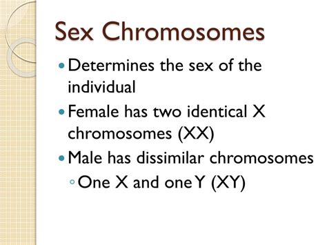 Ppt Sex Chromosomes Powerpoint Presentation Free Download Id3063531