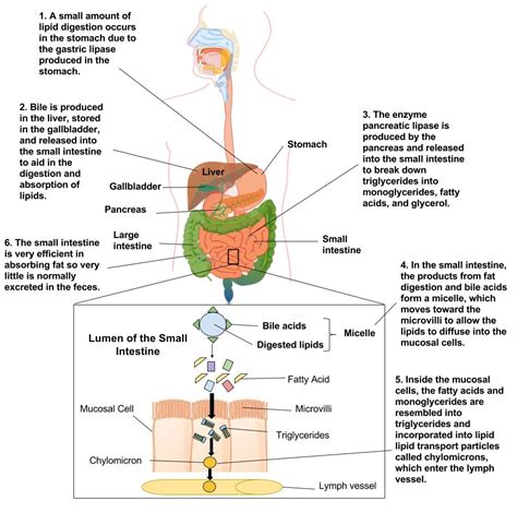 Find out what their different functions are in the body. Digestion and Absorption of Lipids - Human Nutrition