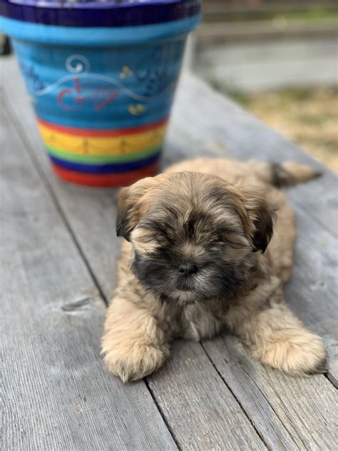 Check spelling or type a new query. Shih-Poo Puppies For Sale | Flowery Branch, GA #325667