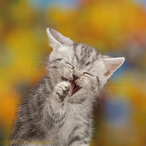 43 Top Info Laughing Cats Cute Kittens