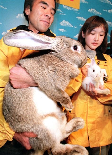 flemish giant rabbit archives fuzzy today