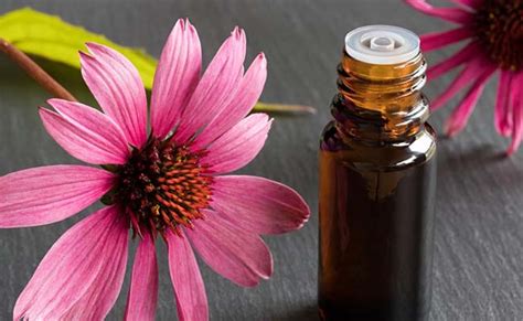 Medicinal Flowers Of India Well Being And Therapeutic Advantages