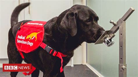 Como cães farejadores podem ajudar a detectar viajantes com covid em aeroportos BBC News Brasil