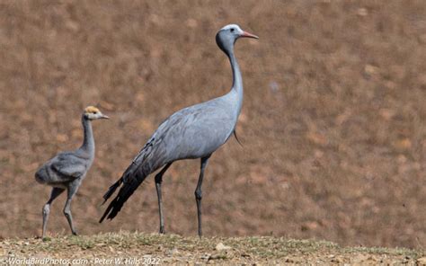 Crane Blue Grus Paradisea Adult And Juv Endemic Western Cape South