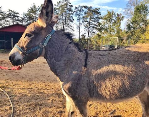 Donkey Listener On Instagram Doesnt Seem Like Much Training Is Going