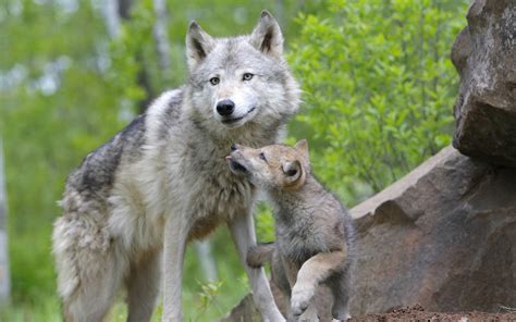 Wolf With Cub Wallpapers And Images Wallpapers Pictures Photos
