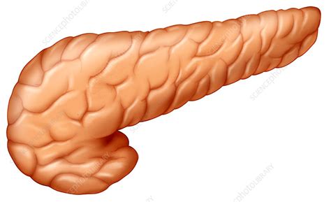 Human Pancreas Stock Image P5400097 Science Photo Library