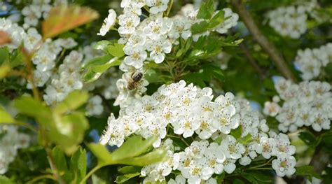 Best Connecticut Native Trees For Spring Flowers Rayzors Edge Tree