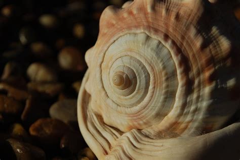 Fibonacci Spiral Seashell Spiritual Science Ratio Image