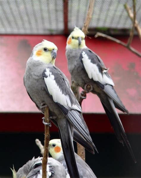 7 Birds And Animals Native To Australia