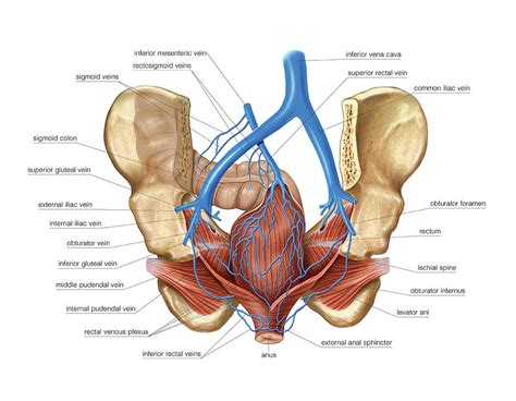Venous System Of The Pelvis 3 Photograph By Asklepios Medical Atlas