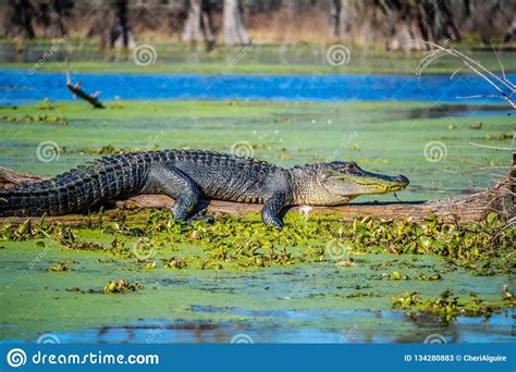 A Large American Crocodile In Abbeville Louisiana Stock Image Image